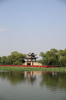soi câu rong bạch kim