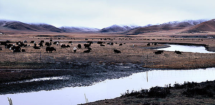 soi cau du doan mien nam